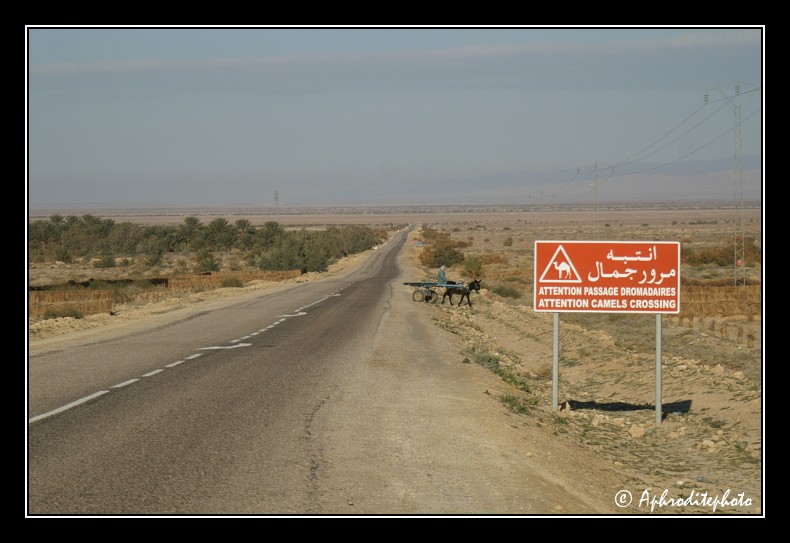 186 Tozeur, en route pour Tamerza
